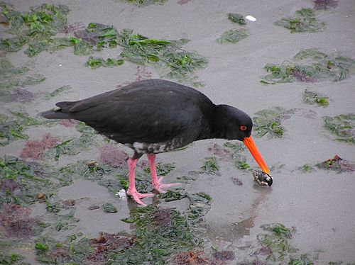 Variable oystercatcher